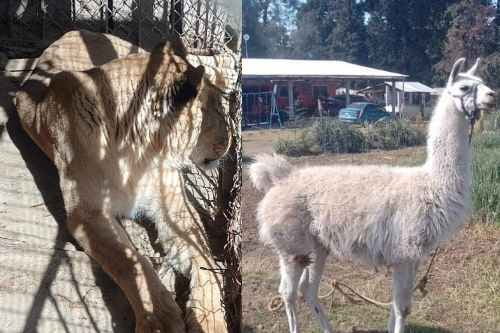 Asegura GEM una leona y una llama durante cateo en Coatepec Harinas